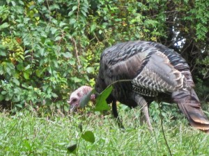 Turkey on the lawn, alas